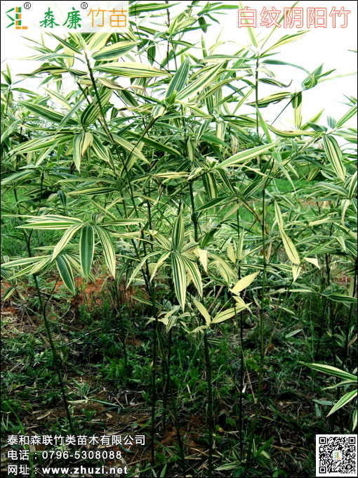 白紋陰陽竹
