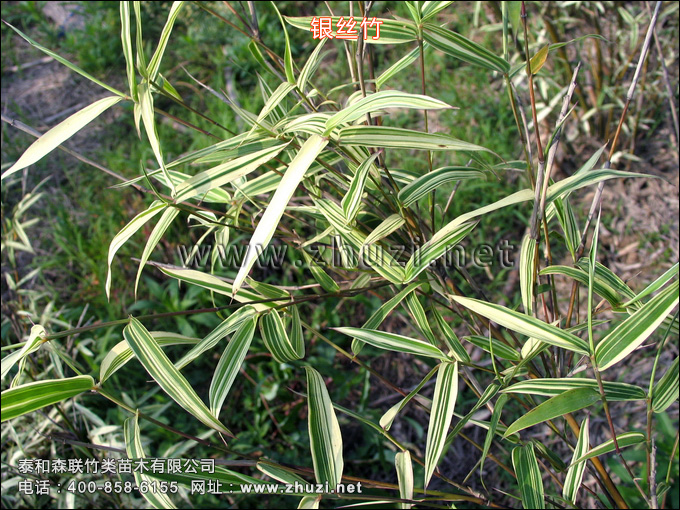 銀絲竹