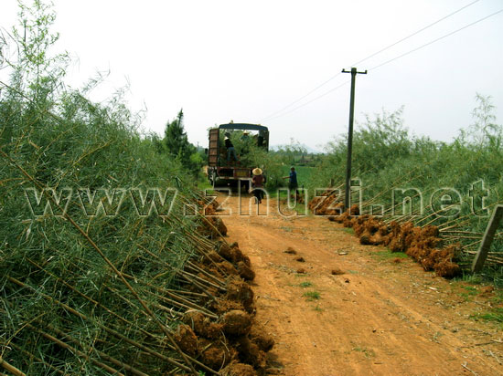 裝車(chē)發(fā)貨