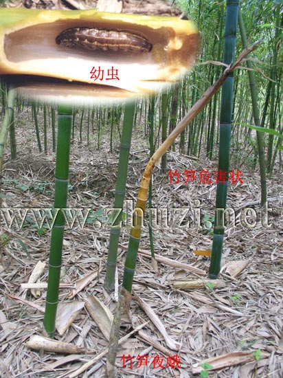筍秀夜蛾（筍蛀蟲、竹筍夜蛾）