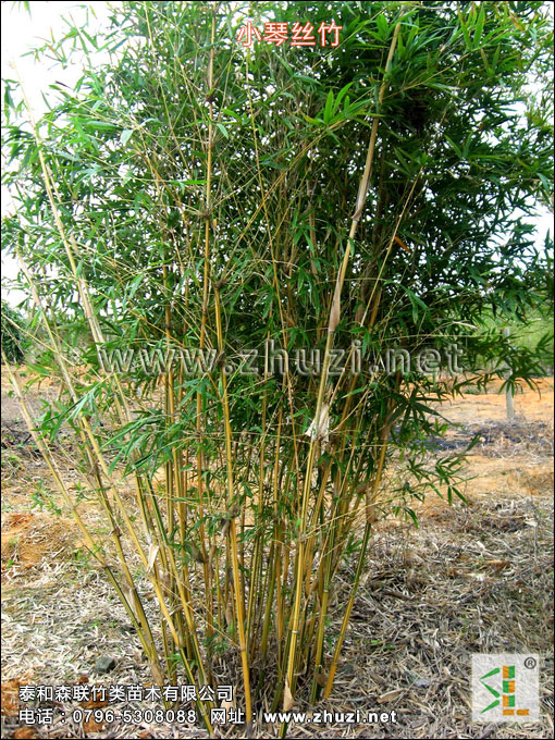 叢生竹類生物學(xué)特性